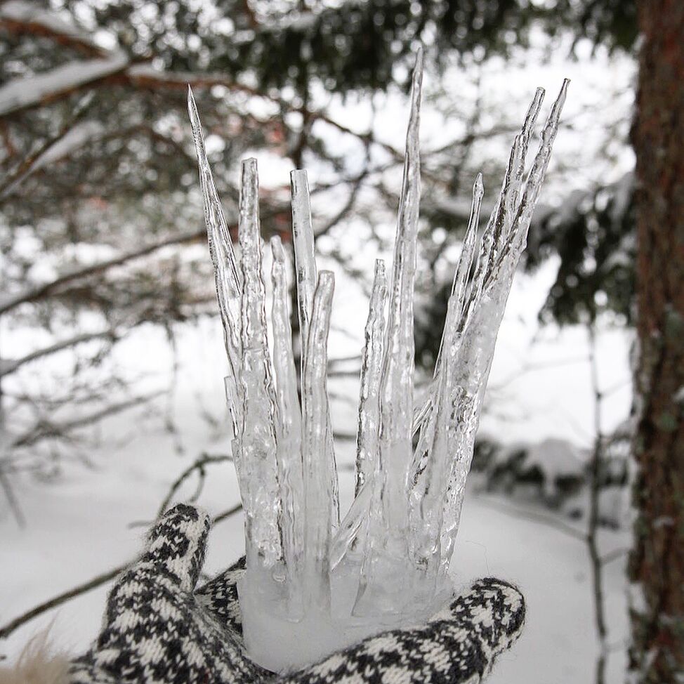 ice crown forest 