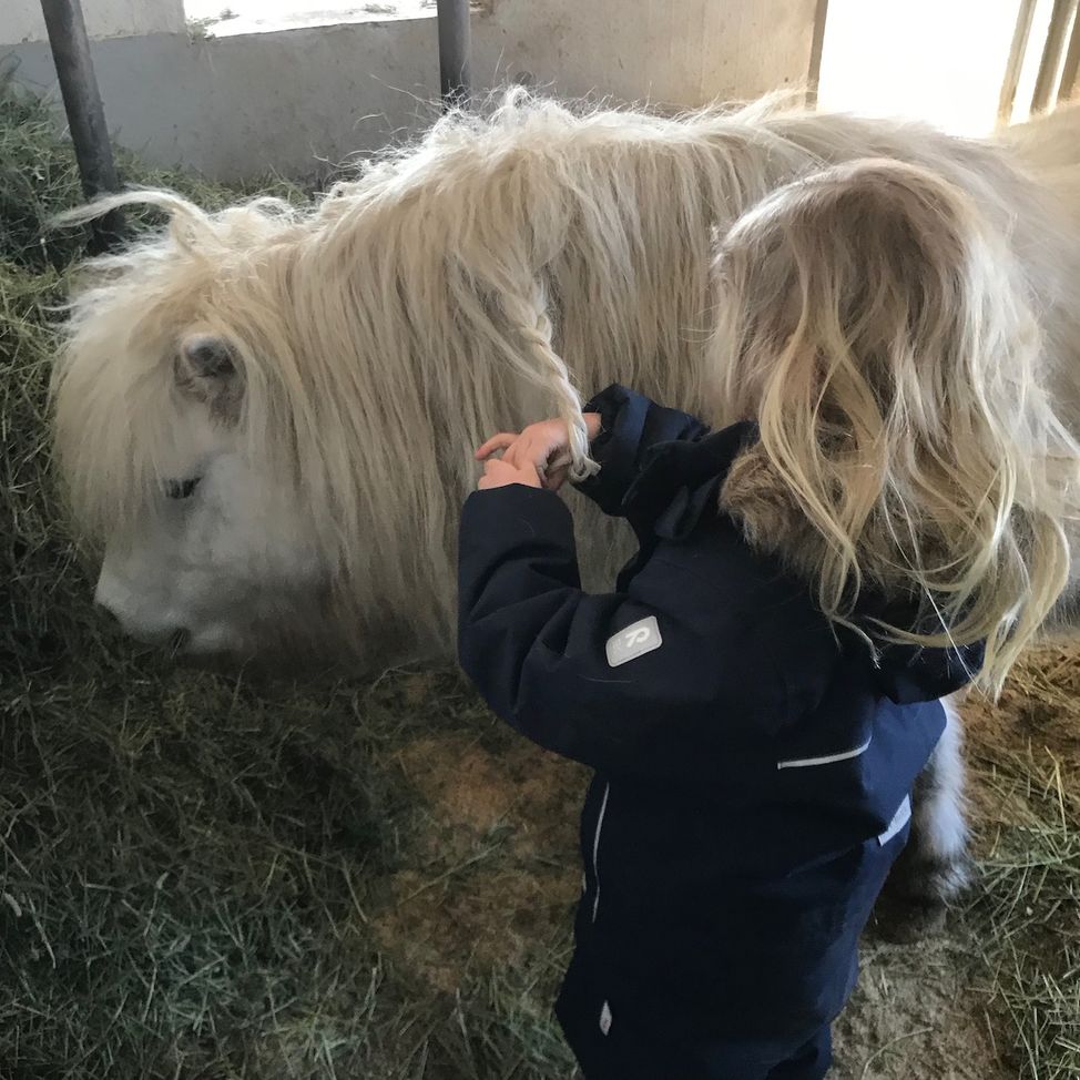 white horse pony girl