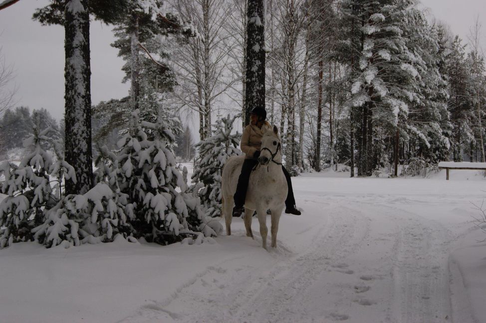 askepott julaften ekte hest 