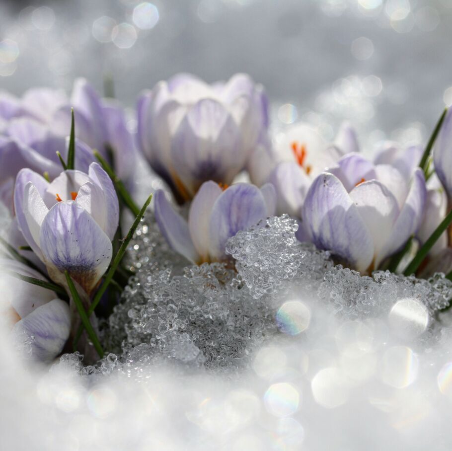 krokus