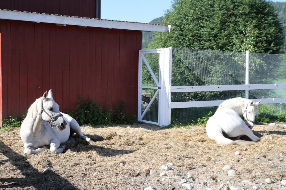 white horses sleeping 