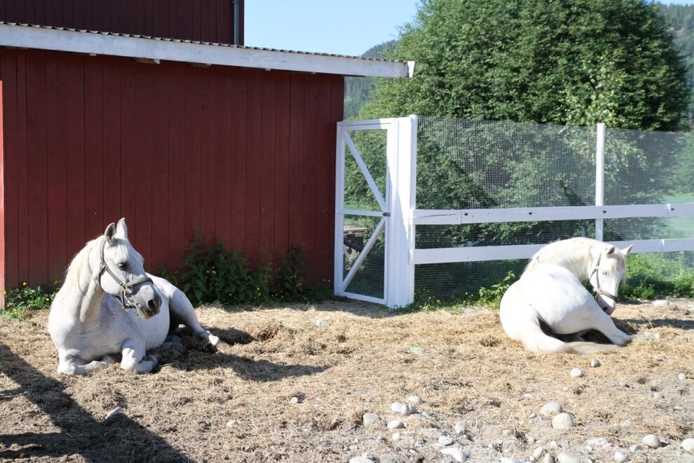white horses sleeping 