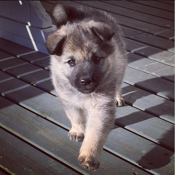 moosehountring dog puppy