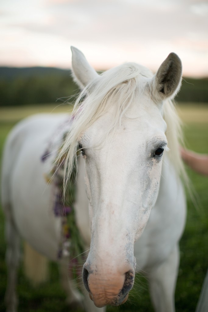 white horse angel unicorn