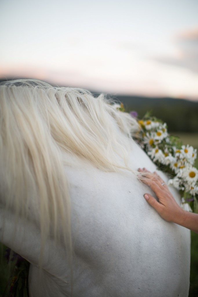 white horse angel unicorn