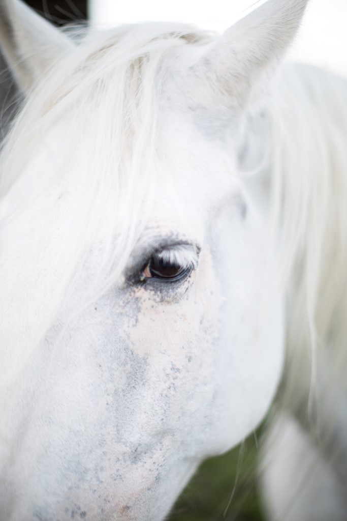 white horse angel unicorn