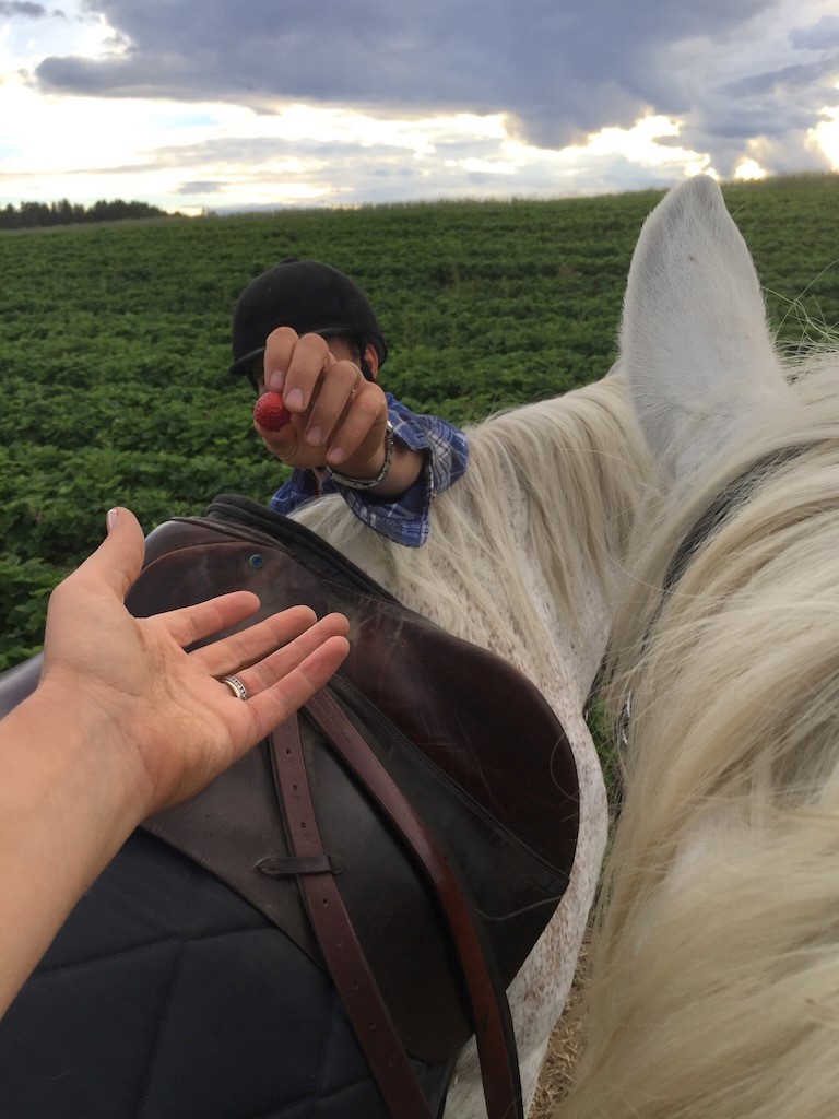 horsebackriding white horses strawberry fields