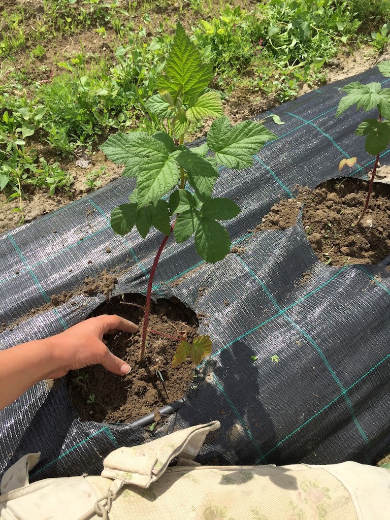 weeding rasberries