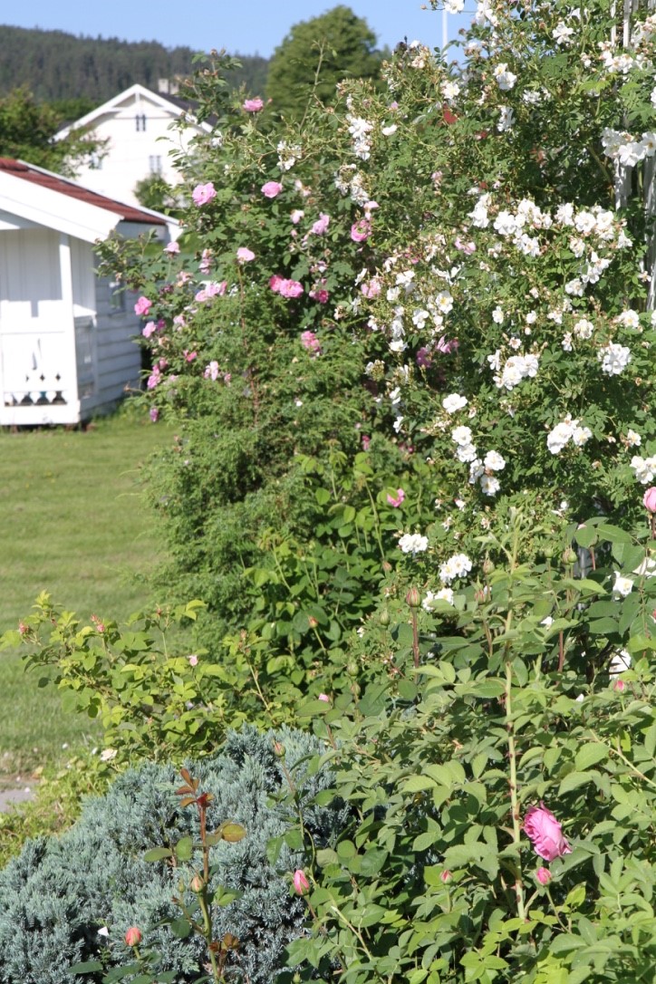 flowers garden roses