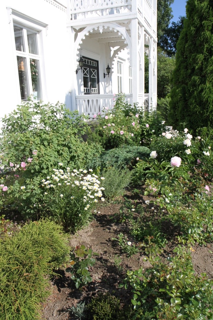 flowers garden roses