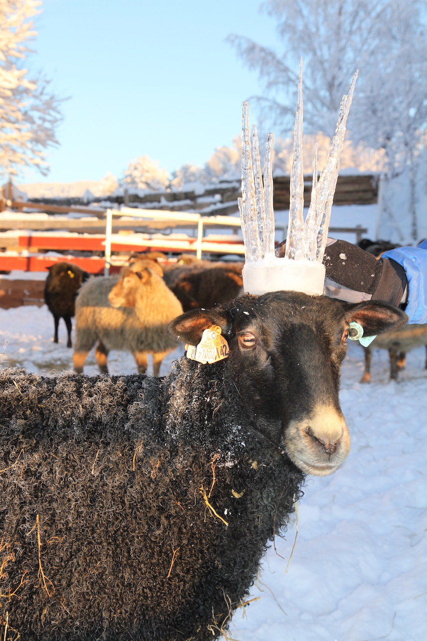 ice crown sheep
