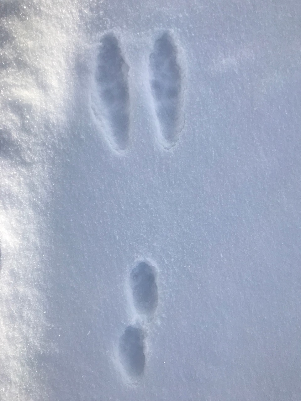 harespor i snø