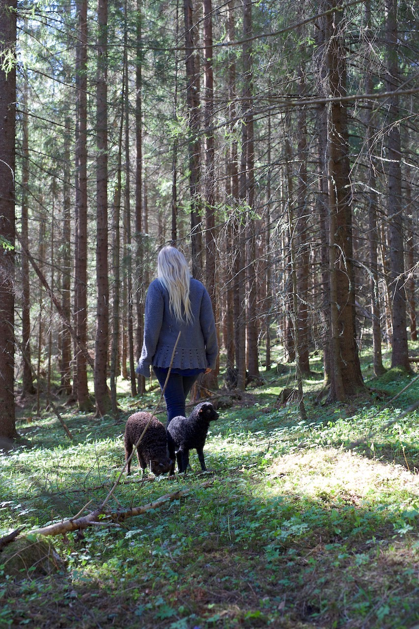 lam i hvitveisskogen eventyr lamb forest 