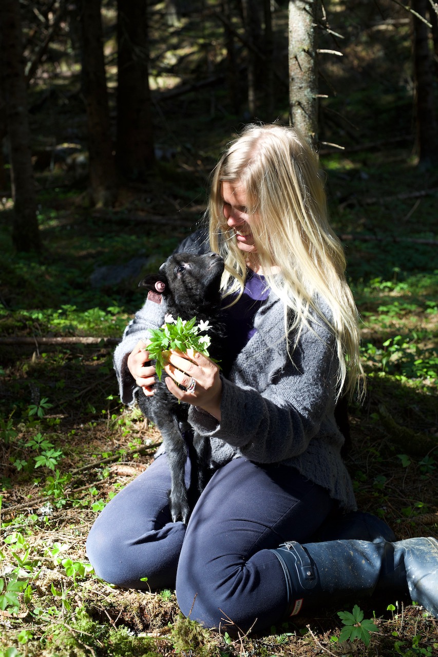 lam i hvitveisskogen eventyr lamb forest 