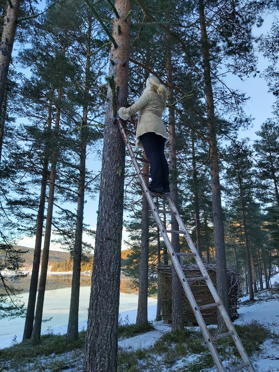 tretopphytte
